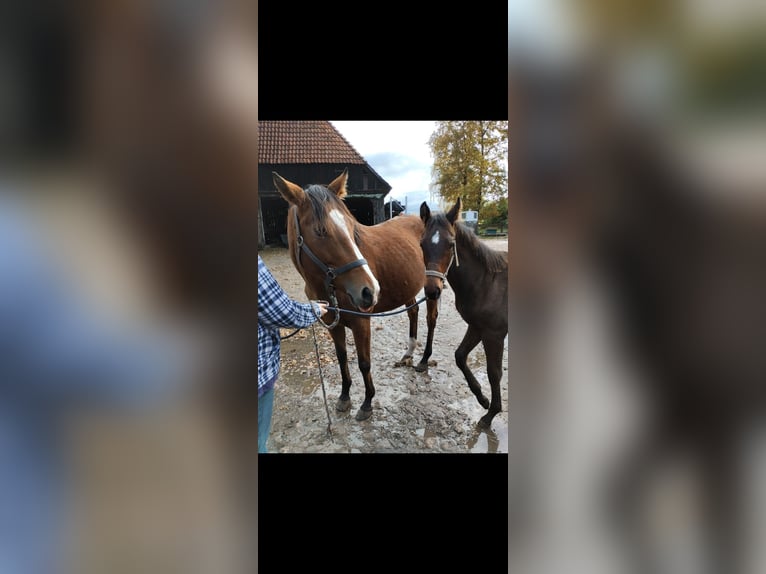 Pura sangre inglés Yegua 6 años 160 cm Castaño in Neustadt am Rübenberge