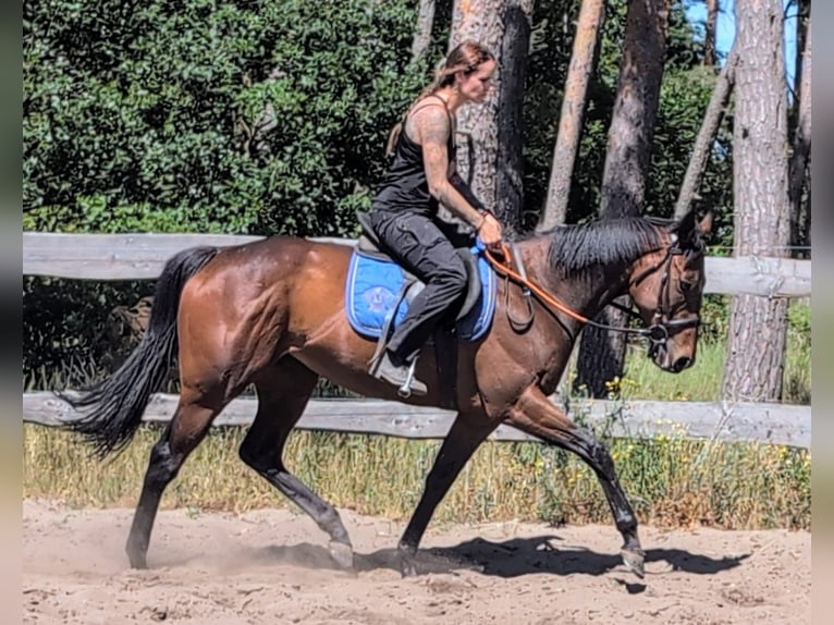 Pura sangre inglés Yegua 6 años 160 cm Castaño in Stegelitz