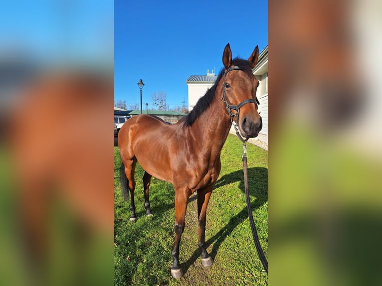 Pura sangre inglés Yegua 6 años 160 cm Castaño in Ebreichsdorf