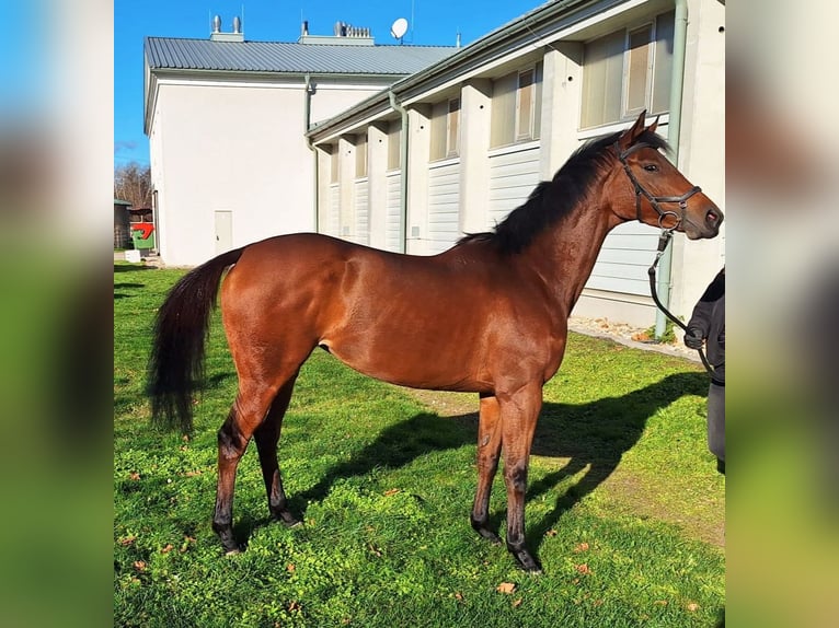 Pura sangre inglés Yegua 6 años 160 cm Castaño in Ebreichsdorf