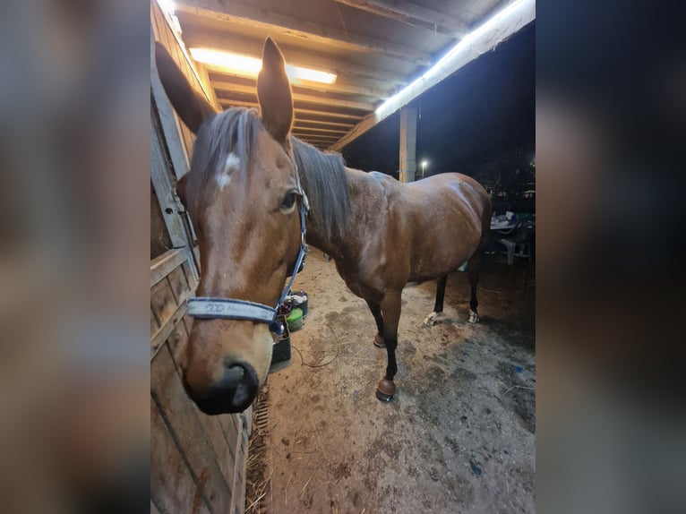 Pura sangre inglés Yegua 6 años 163 cm Castaño in Écouen