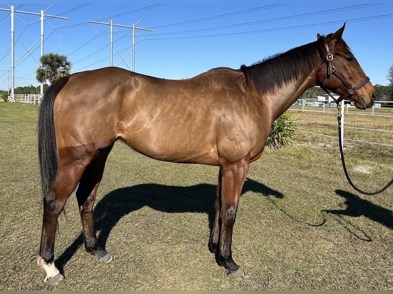 Pura sangre inglés Yegua 6 años 163 cm Castaño rojizo in Christmas FL
