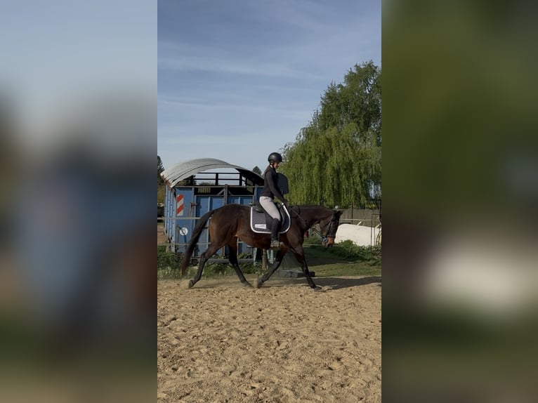 Pura sangre inglés Yegua 6 años 163 cm Morcillo in Bouvignies