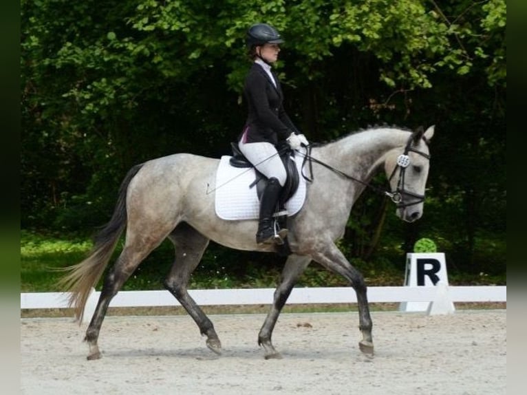 Pura sangre inglés Yegua 6 años 163 cm Tordo picazo in St&#xFC;denitz-Sch&#xF6;nermark