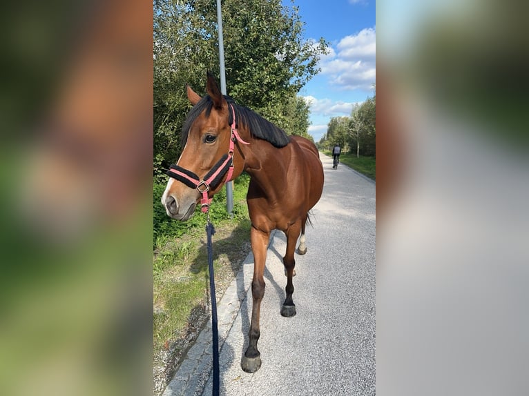 Pura sangre inglés Yegua 6 años 164 cm Castaño claro in Gent