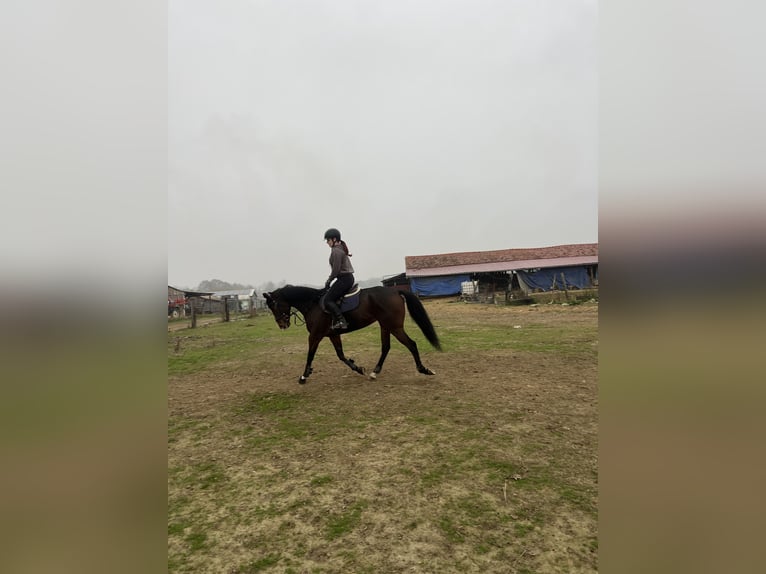 Pura sangre inglés Yegua 6 años 165 cm Castaño in Satnica &#x110;akova&#x10D;ka