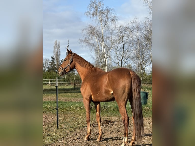 Pura sangre inglés Yegua 6 años 168 cm Alazán in Schwalbach