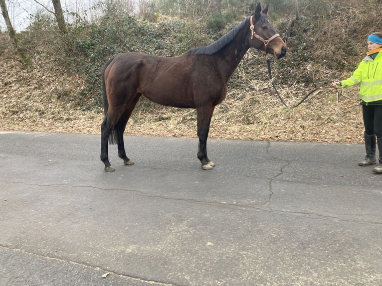 Pura sangre inglés Yegua 6 años 168 cm Castaño oscuro in Gummersbach