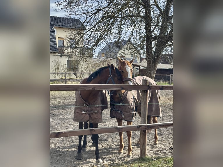 Pura sangre inglés Yegua 6 años Alazán in Neuenhagen