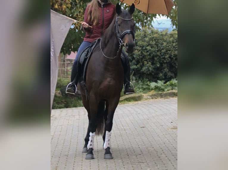 Pura sangre inglés Yegua 7 años 153 cm Castaño in Weißenhorn