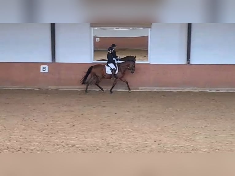 Pura sangre inglés Yegua 7 años 156 cm Castaño in Lindlar