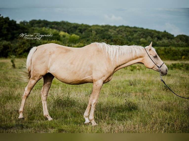 Pura sangre inglés Yegua 7 años 157 cm Palomino in Beaumont-Pied-de-Buf
