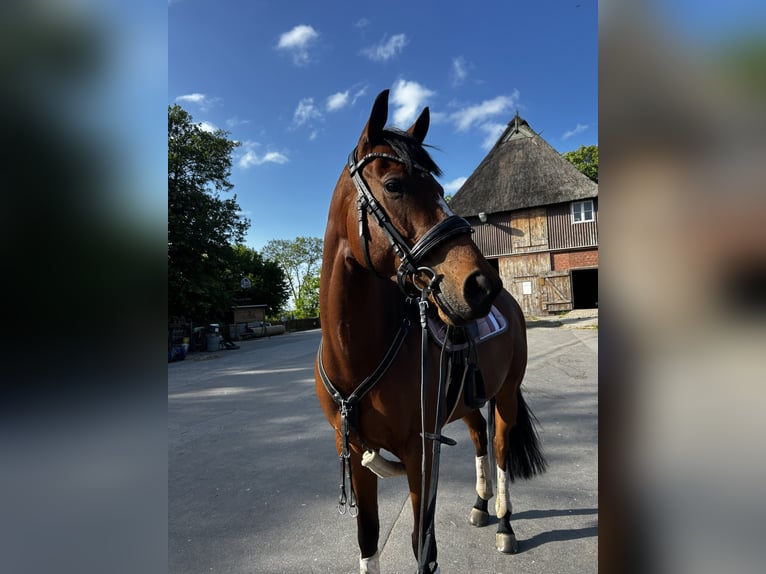 Pura sangre inglés Yegua 7 años 160 cm Castaño in Hamburg Lohbrügge