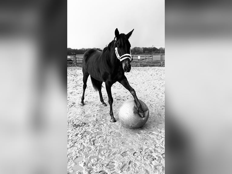 Pura sangre inglés Yegua 7 años 166 cm Negro in Hünxe