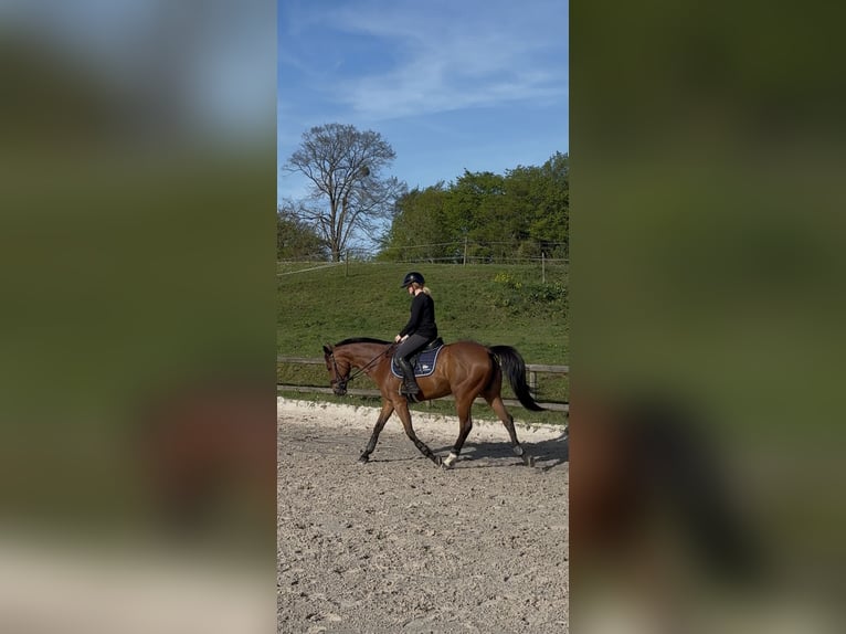 Pura sangre inglés Yegua 7 años 168 cm Castaño in Chambly