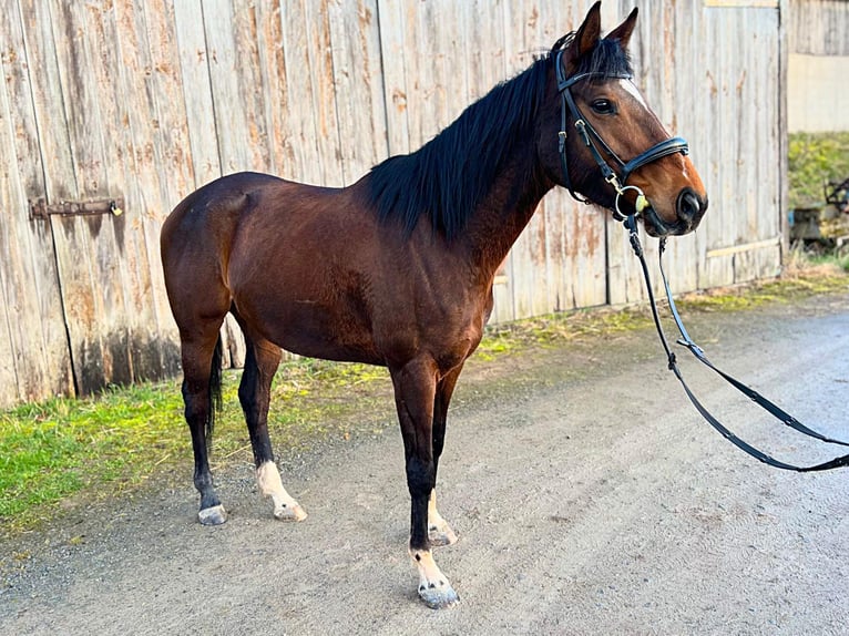 Pura sangre inglés Yegua 8 años 158 cm Castaño in Uettingen