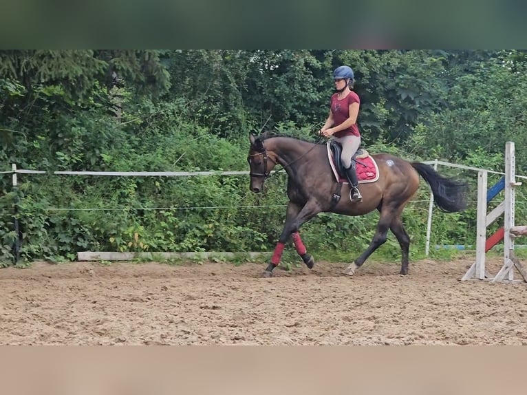 Pura sangre inglés Yegua 8 años 161 cm Castaño in Krumstedt