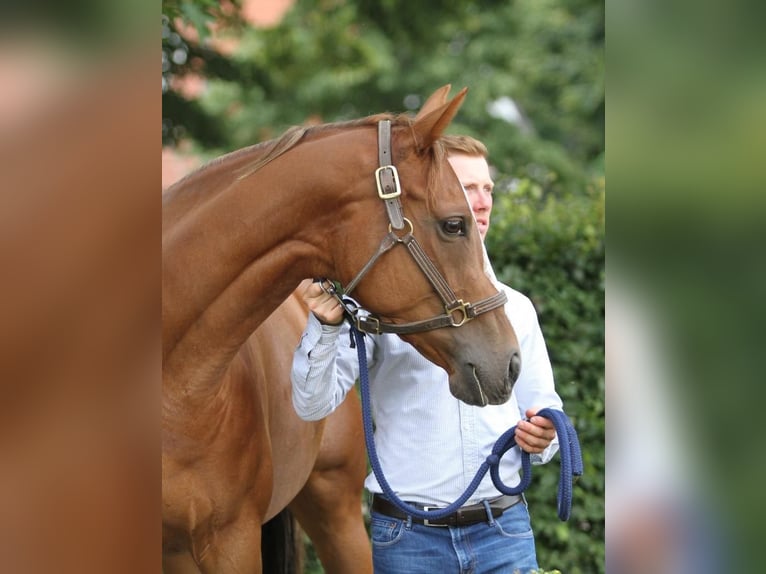 Pura sangre inglés Yegua 8 años 165 cm Alazán in Warendorf