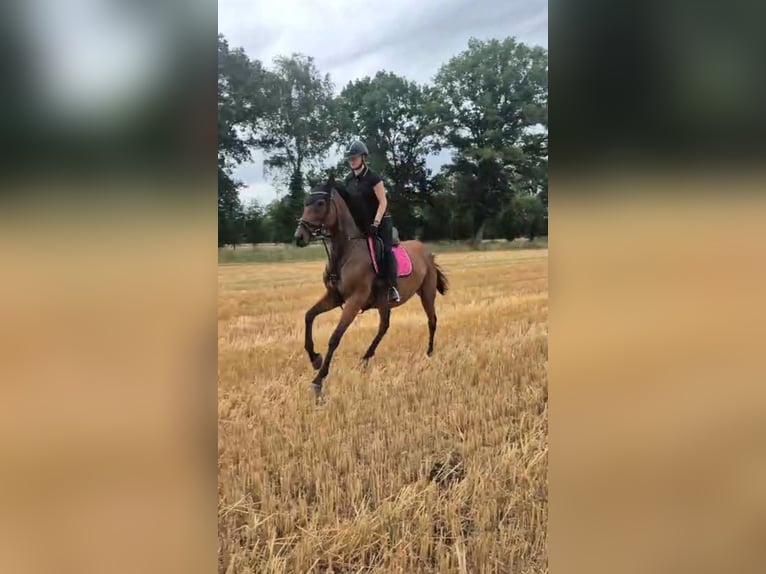Pura sangre inglés Yegua 8 años 165 cm Castaño in Visselh&#xF6;vede