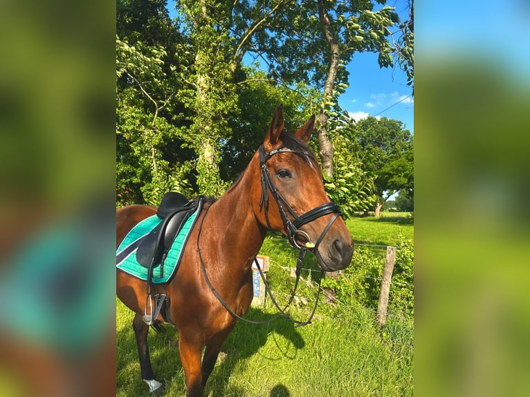 Pura sangre inglés Yegua 8 años 165 cm Castaño in Visselh&#xF6;vede