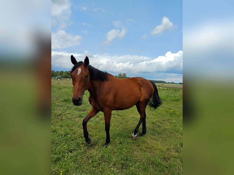 Pura sangre inglés Yegua 8 años 165 cm Castaño in Visselh&#xF6;vede