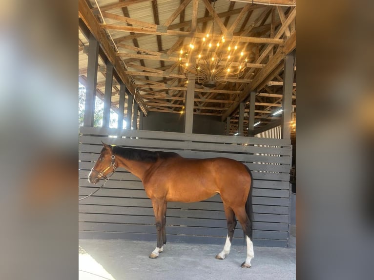 Pura sangre inglés Yegua 8 años 168 cm Castaño rojizo in Fort Lauderdale