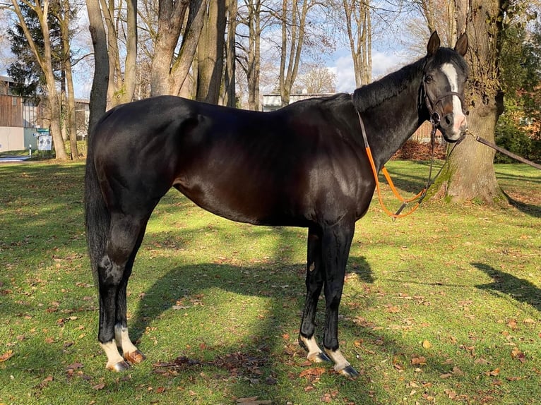 Pura sangre inglés Yegua 9 años 160 cm Negro in M&#xFC;nchen