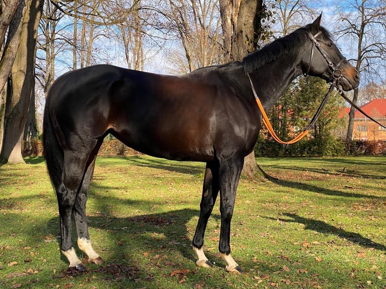 Pura sangre inglés Yegua 9 años 160 cm Negro in M&#xFC;nchen