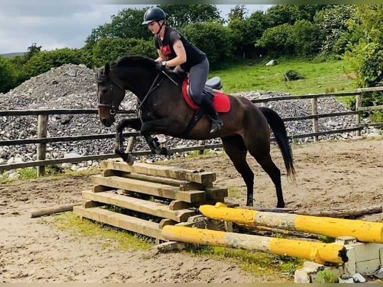 Pura sangre inglés Yegua 9 años 163 cm Castaño in Sligo