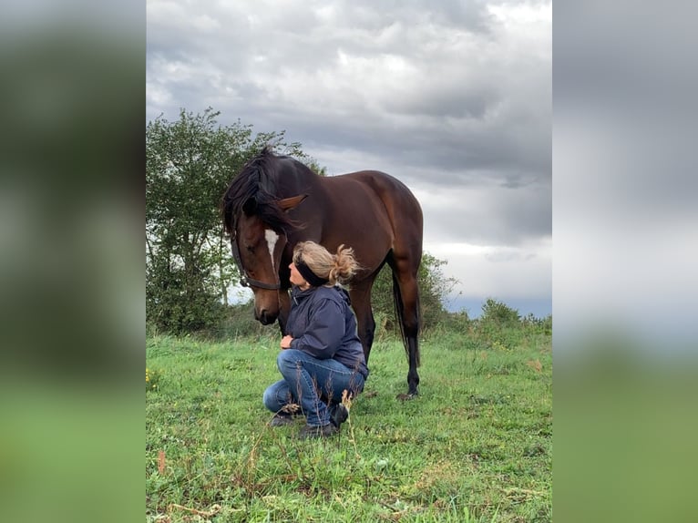 Pura sangre inglés Yegua 9 años 164 cm Castaño in Valverde Del Fresno
