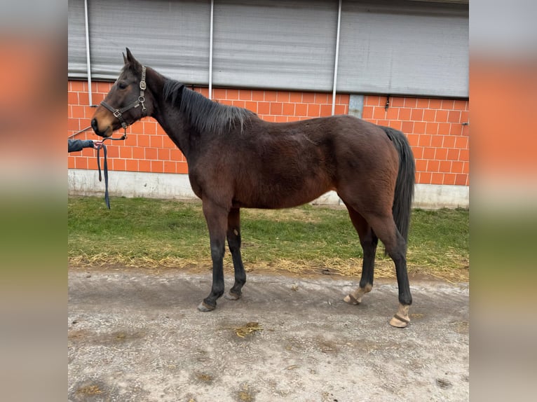 Pura sangre inglés Yegua 9 años 165 cm Castaño in Bremen