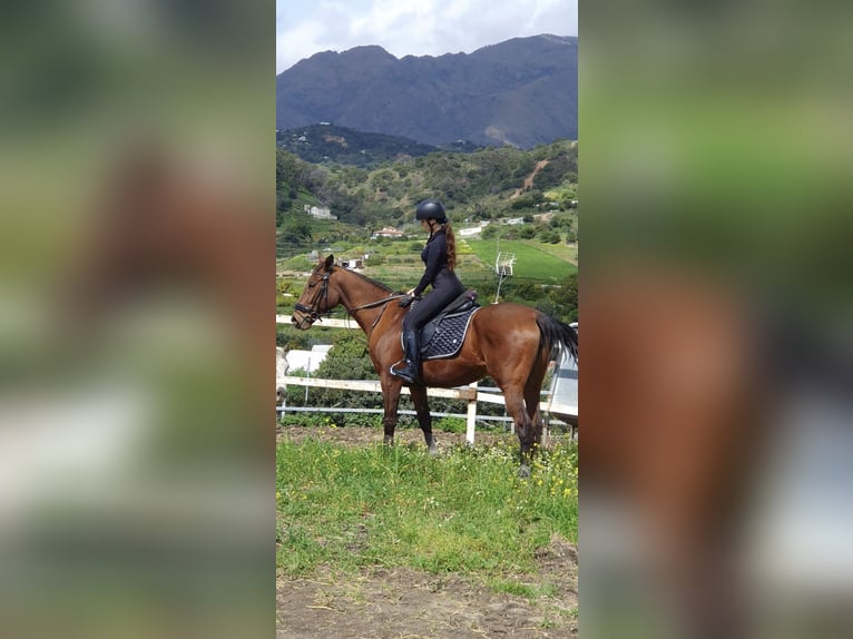 Pura sangre inglés Yegua 9 años 167 cm Castaño in Estepona