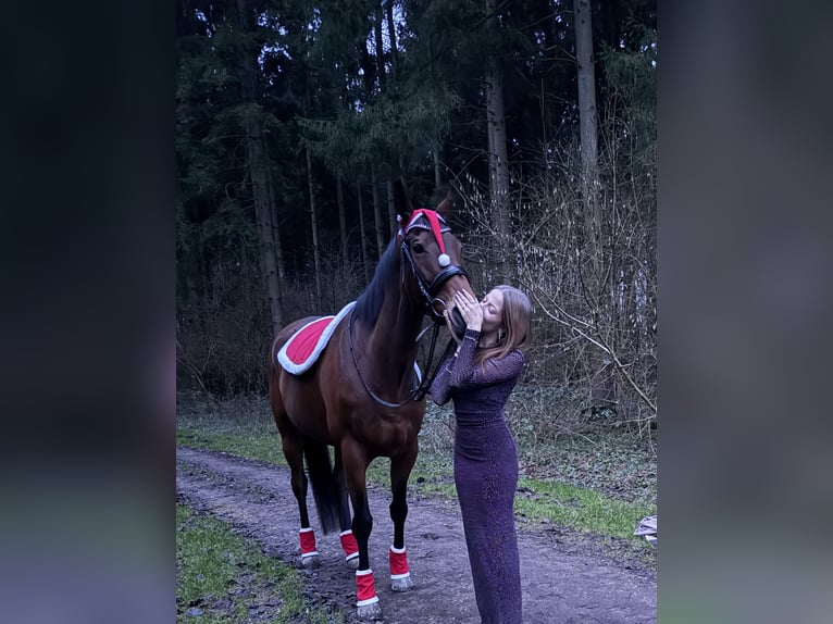 Pura sangre inglés Yegua 9 años 167 cm Castaño in Dronten