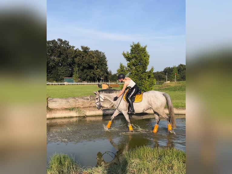 Pura sangre inglés Yegua 9 años 169 cm Tordo picazo in Hemsloh