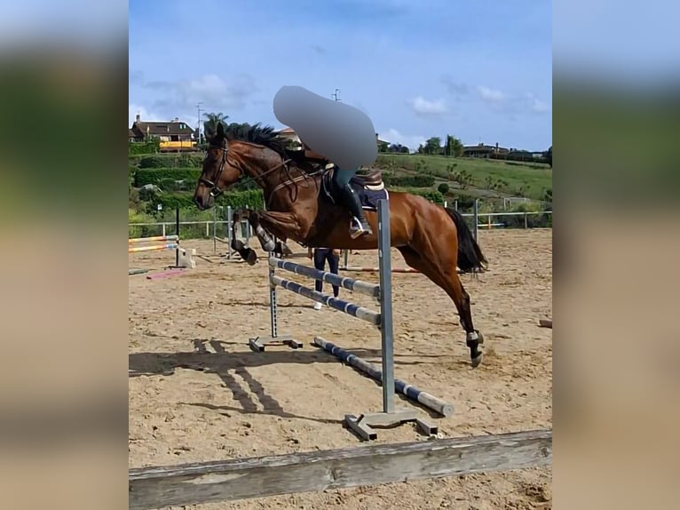 Pura sangre inglés Yegua 9 años 175 cm Castaño in Pomezia