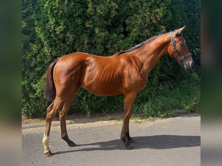 caballos pura sangre in vendita