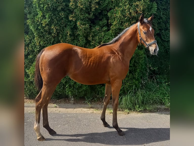 caballos pura sangre in vendita