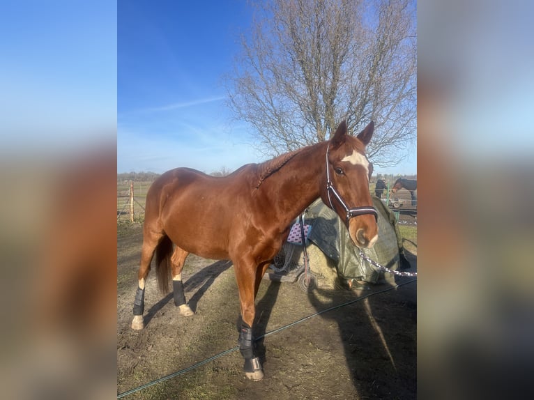 Pura sangre irlandés Caballo castrado 10 años 160 cm Alazán in Berlin