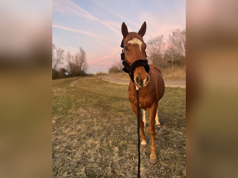 Pura sangre irlandés Caballo castrado 10 años 160 cm Alazán in Berlin
