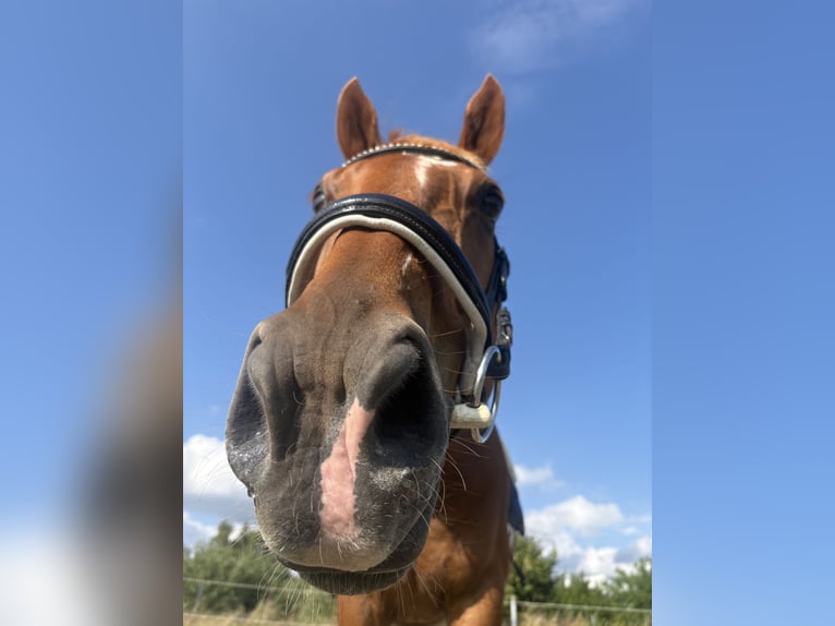 Pura sangre irlandés Caballo castrado 10 años 160 cm Alazán in Berlin