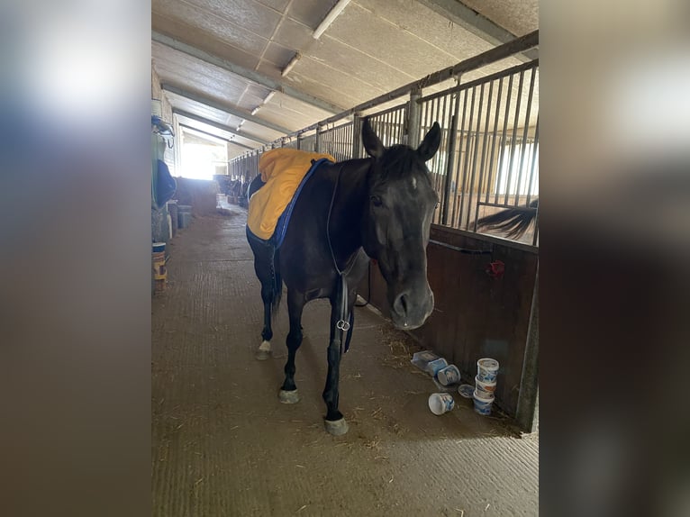 Pura sangre irlandés Caballo castrado 10 años 160 cm Negro in Stei&#xDF;lingen