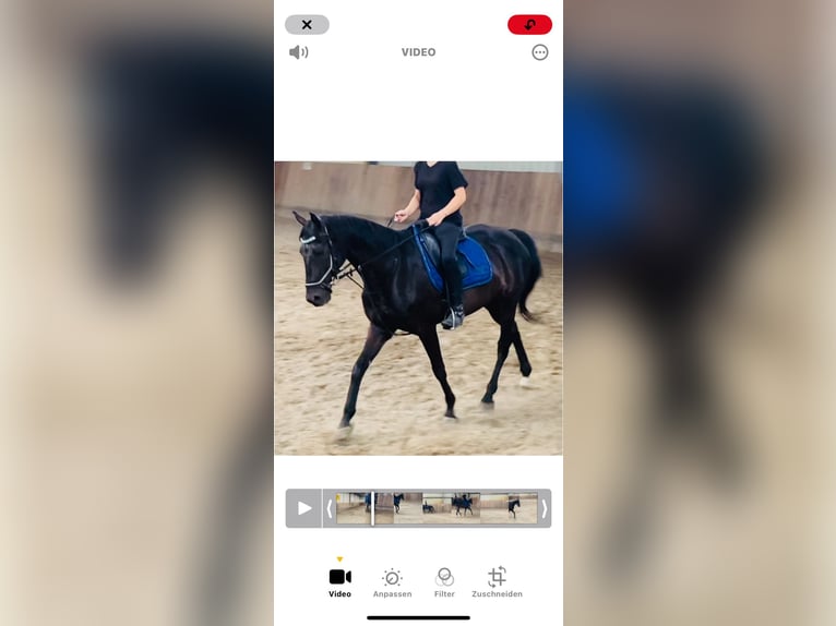 Pura sangre irlandés Caballo castrado 10 años 160 cm Negro in Stei&#xDF;lingen
