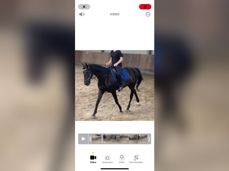Pura sangre irlandés Caballo castrado 10 años 160 cm Negro in Stei&#xDF;lingen