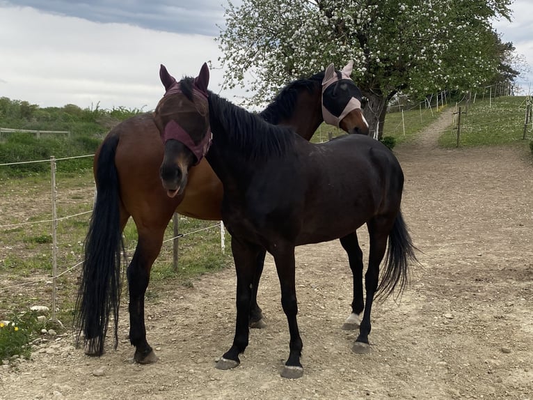 Pura sangre irlandés Caballo castrado 10 años 160 cm Negro in Stei&#xDF;lingen
