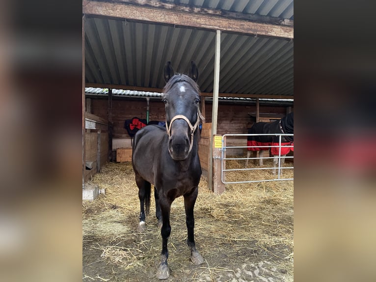 Pura sangre irlandés Caballo castrado 10 años 160 cm Negro in Steißlingen