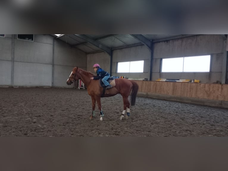 Pura sangre irlandés Caballo castrado 10 años 162 cm Alazán in Ardooie