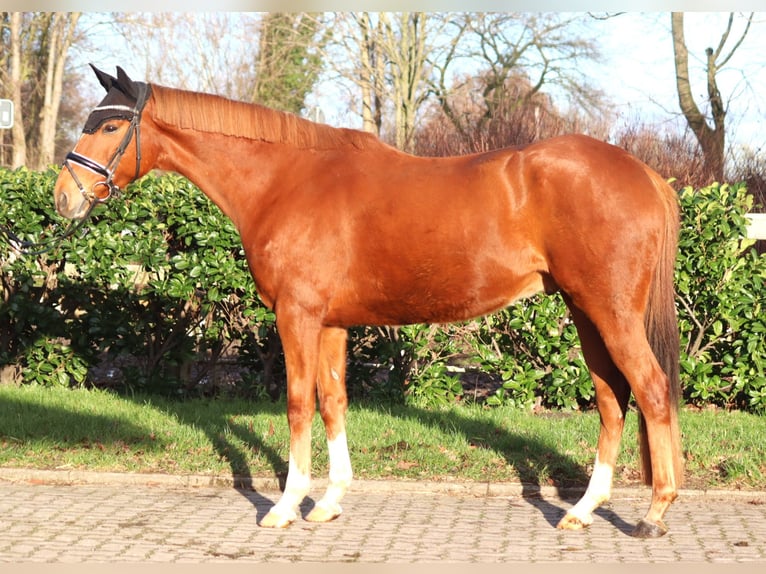 Pura sangre irlandés Caballo castrado 10 años 162 cm Alazán in Selsingen