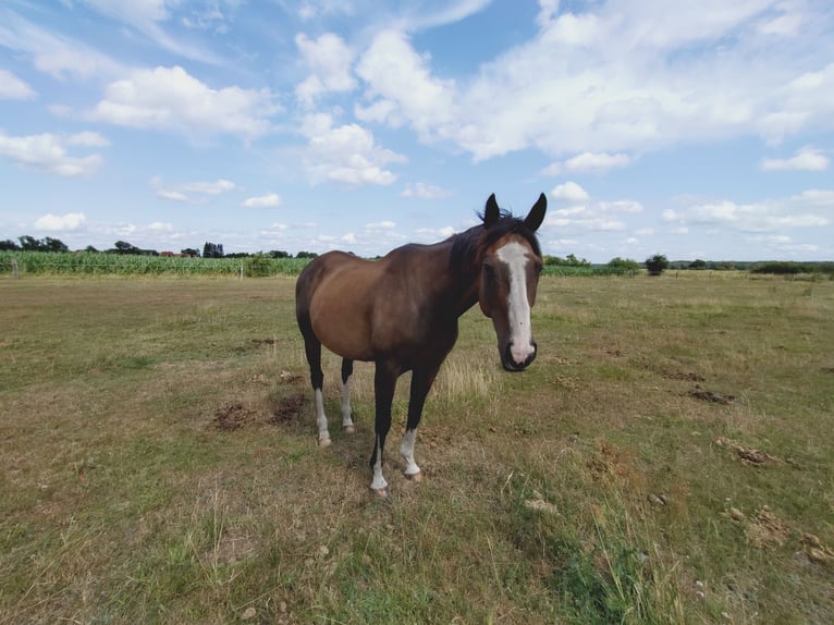 Pura sangre irlandés Caballo castrado 10 años 162 cm Castaño in Oebisfelde