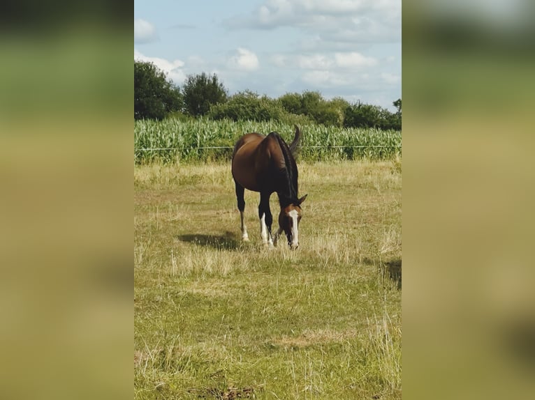 Pura sangre irlandés Caballo castrado 10 años 162 cm Castaño in Oebisfelde