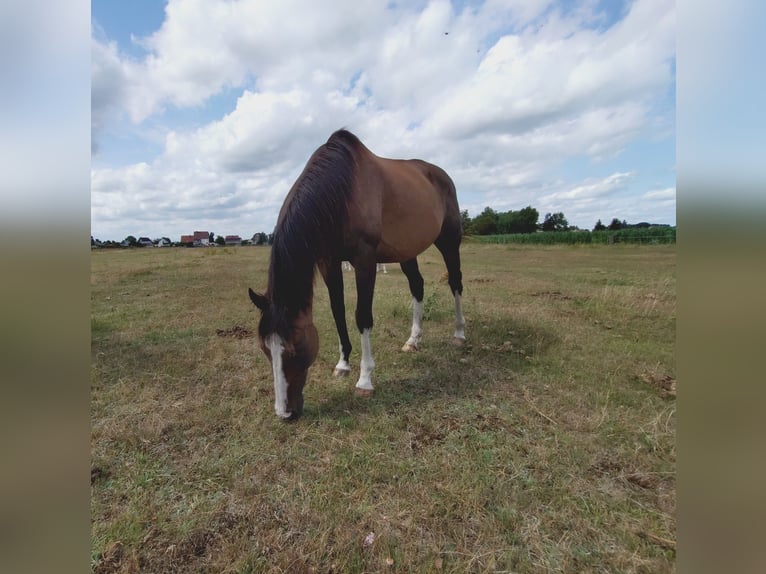 Pura sangre irlandés Caballo castrado 10 años 162 cm Castaño in Oebisfelde